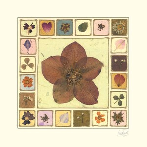 May include: A square framed artwork featuring a pressed flower arrangement. The centre of the artwork features a large, brown flower with five petals. The frame is decorated with a border of smaller pressed flowers and leaves in various colours, including pink, green, and white.