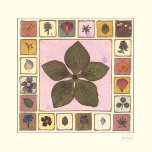 May include: A botanical art print. A large, dried green flower is at the centre, surrounded by smaller, square images of pressed flowers and leaves. The background is a soft pink, with a gold border. The artwork is on a cream-coloured background.
