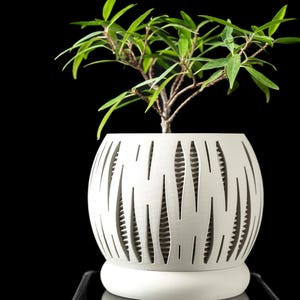 May include: A small green plant in a white ceramic planter with a geometric pattern. The planter has a white base and is sitting on a black surface.