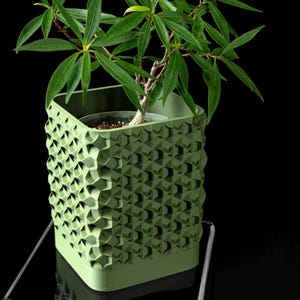 May include: A small, green plant in a geometric patterned planter. The planter is square with a textured surface. The plant has long, green leaves and a brown stem. The planter sits on a clear, glass-like surface.
