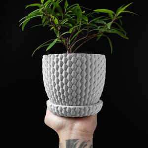 May include: A light gray, textured ceramic plant pot with a matching saucer, holding a small green plant. The pot has a repeating, scale-like pattern. The plant has multiple green leaves and brown stems. The background is solid black.