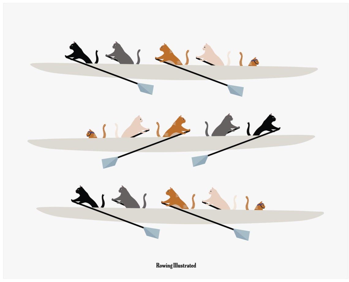 Rowing Cats 8