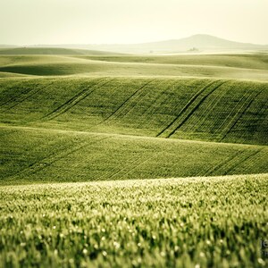 Waves of Grain - Waves of Green Wheat on the Prairie, Harvest is Coming!