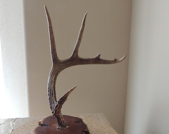 Four Point Deer Antler Mounted Wall or Table Display.