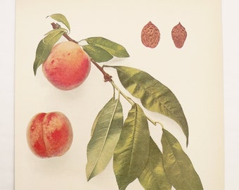 Vintage Peach Print 1917 Antique Color Print of Peaches, Waterloo Peaches, Restaurant Wall Art, Gift for Friend, Fruit Farmer Gift