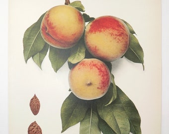 1917 Vintage Pearson Peach Print, Original Antique Print of Peaches, Restaurant Decor, Foodie Gift Idea
