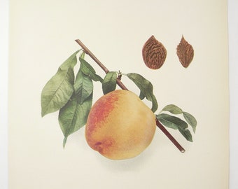 Lemon Free Peach Print 1917 Antique Peach Print, Original Vintage Color Print of Peaches, Vintage Fruit Decor, Fruit Print to Frame