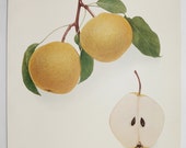 Pear Print Vintage Fruit Print, 1921 Vintage Decor Print, Kitchen Art Restaurant Decor Art, Housewarming Gift for Couple, Sudduth Pear