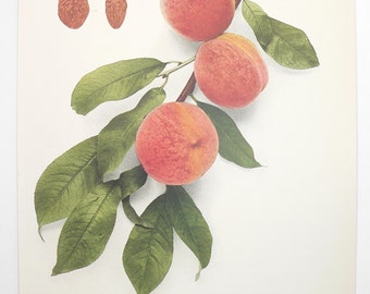 Blood Cling Peach Print 1917 Antique Peach Print, Vintage Color Print Peaches, Antique Fruit Print, New Home Gift for Couple, Gift Under 20