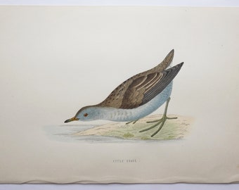 Little Crake Print 1870 FO Morris Bird Engraving, Natural History Art Print, Original Antique Color Bird Print, Marsh Bird Wetlands