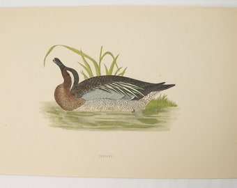 Garganey Duck Print, Antique Bird Print to Frame, Hand Colored Engraving 1870 FO Morris Duck Engraving, Wildlife Art Gift, Man Cave Decor