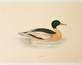 Goosander Duck Print 1870 Antique Color Bird Print by FO Morris, Vintage Home Decor, Natural History Art Print, 6x10 Print to Frame