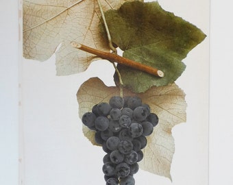 1908 Vintage Fruit Print Cottage Grape Print, Winery Art, Gift for Kitchen, Antique Food Art Print, Restaurant Decor