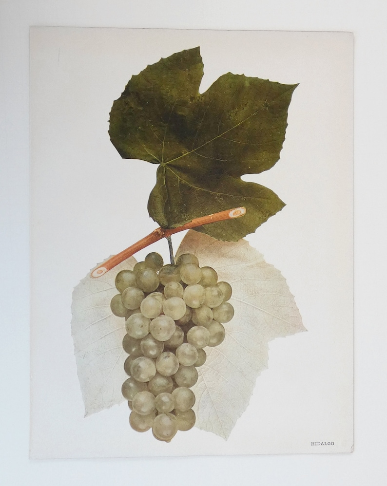 1908 Vintage Grape Print, Antique Fruit Print, Green Hidalgo Grapes of New York Color Print, Vintage Grape Art Gift, Winery Decor, Food Art image 1