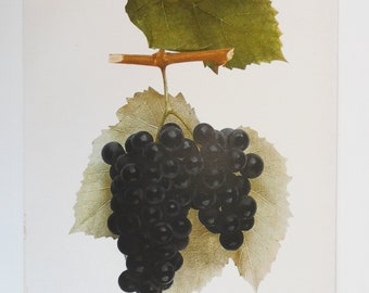 1908 Vintage Fruit Print, Eumelan Grape Print, Winery Art, Gift for Kitchen, Antique Food Print, Restaurant Decor Art, Unique Foodie Gift