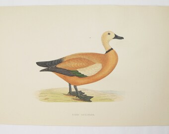 Antique Ruddy Sheldrake Duck Print, Hand-Colored Bird Engraving, 1870