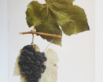 1908 Vintage Grape Print, Antique Fruit Print, Hartford Grapes of New York Color Print, Vintage Grape Art Gift, Winery Decor, Food Art