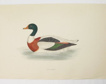 Antique Sheldrake Duck Engraving, F.O. Morris 1870 Bird Print