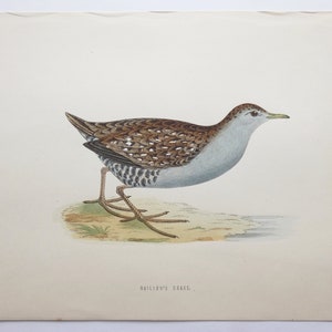 Bailions Crake Wetlands Bird Print 1870 Antique Color Print by FO Morris, Vintage Home Decor, Natural History Art Print to Frame