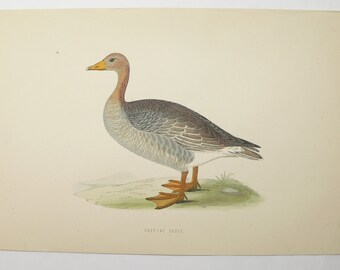 Antique Grey Lac Goose Print 1870 FO Morris Bird Engraving, Original Vintage Color Bird Print, Vintage Goose Wall Hanging, Goose Art