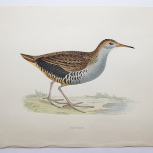 Water Rail Wetlands Bird Print 1870 Antique Color Print by FO Morris, Vintage Home Decor, Natural History Art Print, 6x10 Print to Frame