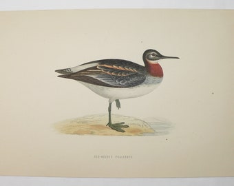 Red Necked Phalarope Print 1870 Original Antique Shore Bird Print to Frame, Hand Colored Engraving 1870 FO Morris Engraving, Wader Bird