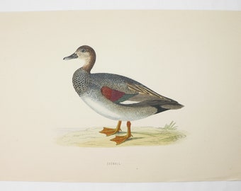 Gadwall Duck Print 1870 Antique Color Bird Print by FO Morris, Vintage Home Decor, Natural History Art Print, 6x10 Print to Frame