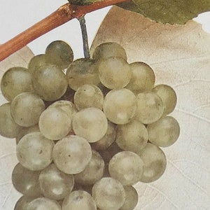 1908 Vintage Grape Print, Antique Fruit Print, Green Hidalgo Grapes of New York Color Print, Vintage Grape Art Gift, Winery Decor, Food Art image 2