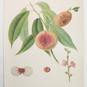 Original Vintage Peach Print 1917 Antique Color Print of Peaches, Fruit Decor Art Gift, Peento Peaches, Restaurant Decor 8 x 11 Art to Frame image 1