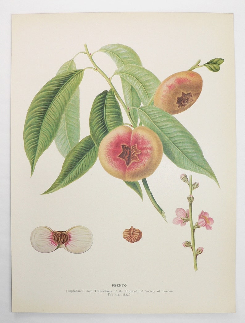 Original Vintage Peach Print 1917 Antique Color Print of Peaches, Fruit Decor Art Gift, Peento Peaches, Restaurant Decor 8 x 11 Art to Frame image 1