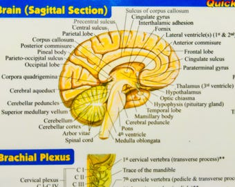 Claircognizant & Clairvoyant Psychic Reading •  Macroscopic Akashic Records Report