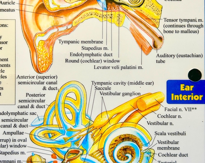 Featured listing image: Clairaudient Psychic Reading • Angel Messages