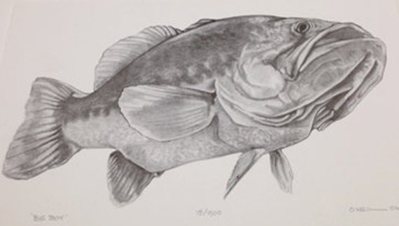 Big Largemouth Bass pencil drawing
