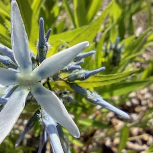 Blue Star, Amsonia