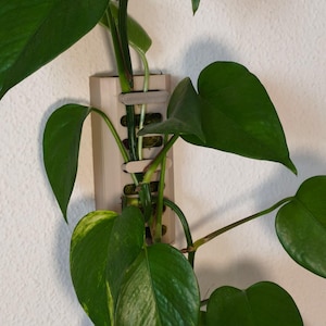 May include: A trailing houseplant with large, heart-shaped green leaves, some with yellow variegation, is secured to a wall. The plant is held in place by a beige, rectangular planter with slots and clips. The plant is against a white wall.