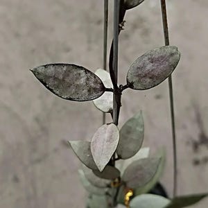 Hoya lacunosa violet - Etsy 日本