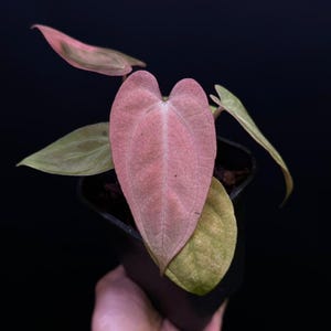 Rare anthurium - Etsy 日本
