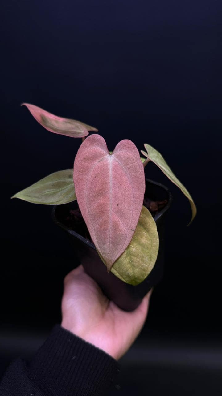 Rare anthurium - Etsy 日本