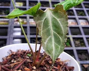 Anthurium Muchlis x | rzadki przedmiot | darmowe środki fitosanitarne | Dhl Express