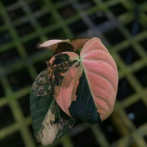 Philodendron Melanochrysum Variegata - Etsy