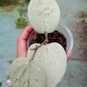 Hoya glabra - Etsy 日本