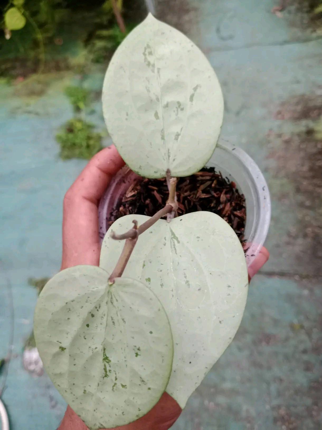 Hoya glabra - Etsy 日本