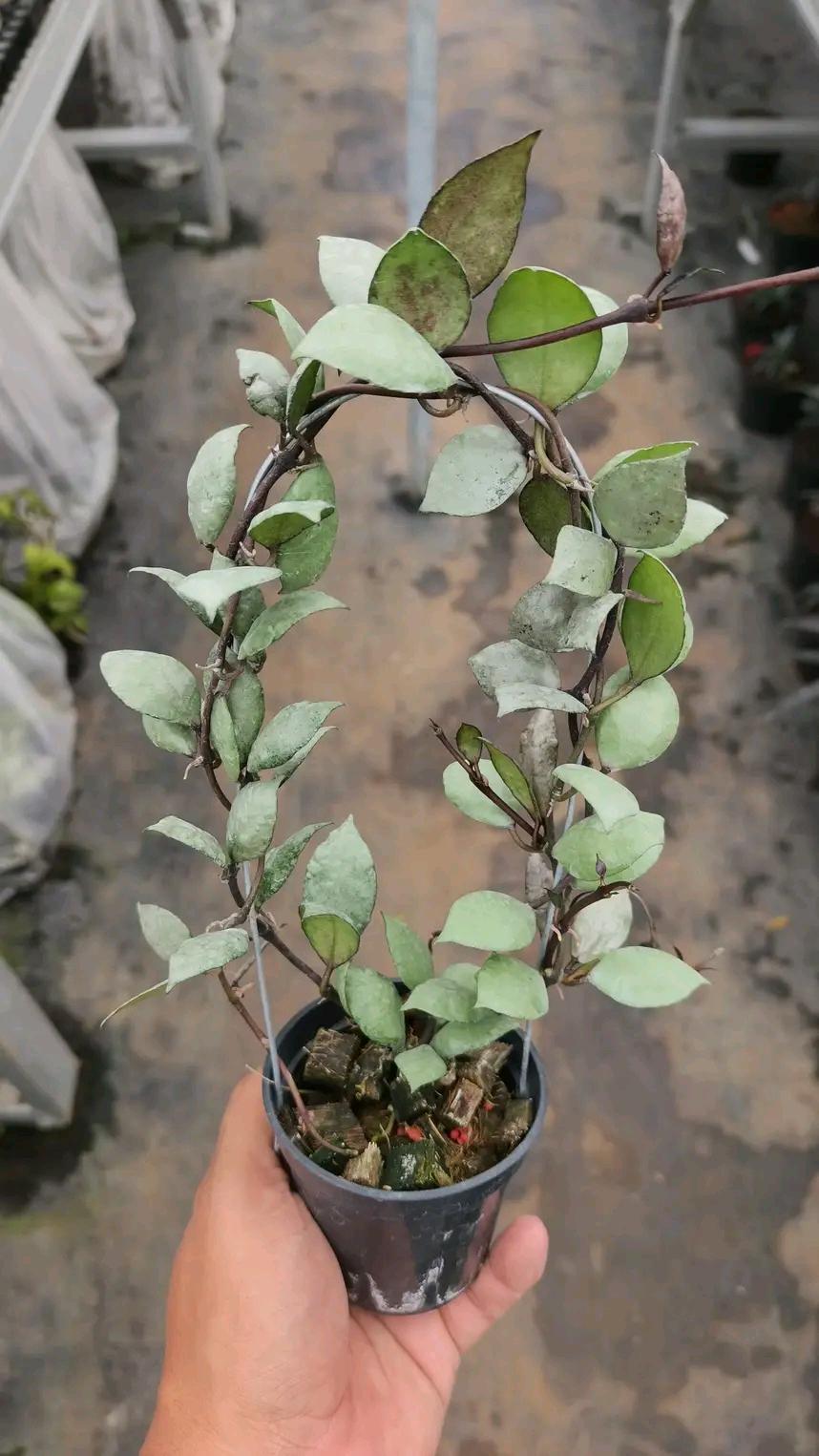 Hoya lacunosa silver - Etsy 日本