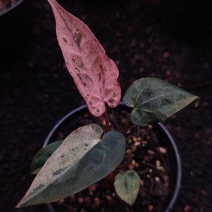 Anthurium fort sherman - Etsy 日本