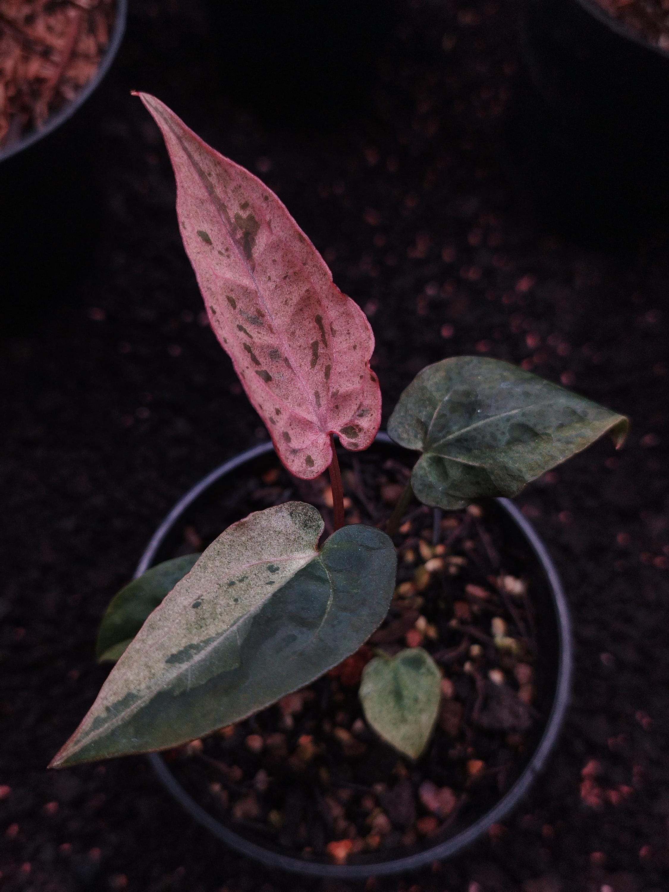 Anthurium fort sherman - Etsy 日本