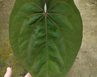 Rvdp X Sp. Nov Df Anthurium — Seedlings - Etsy