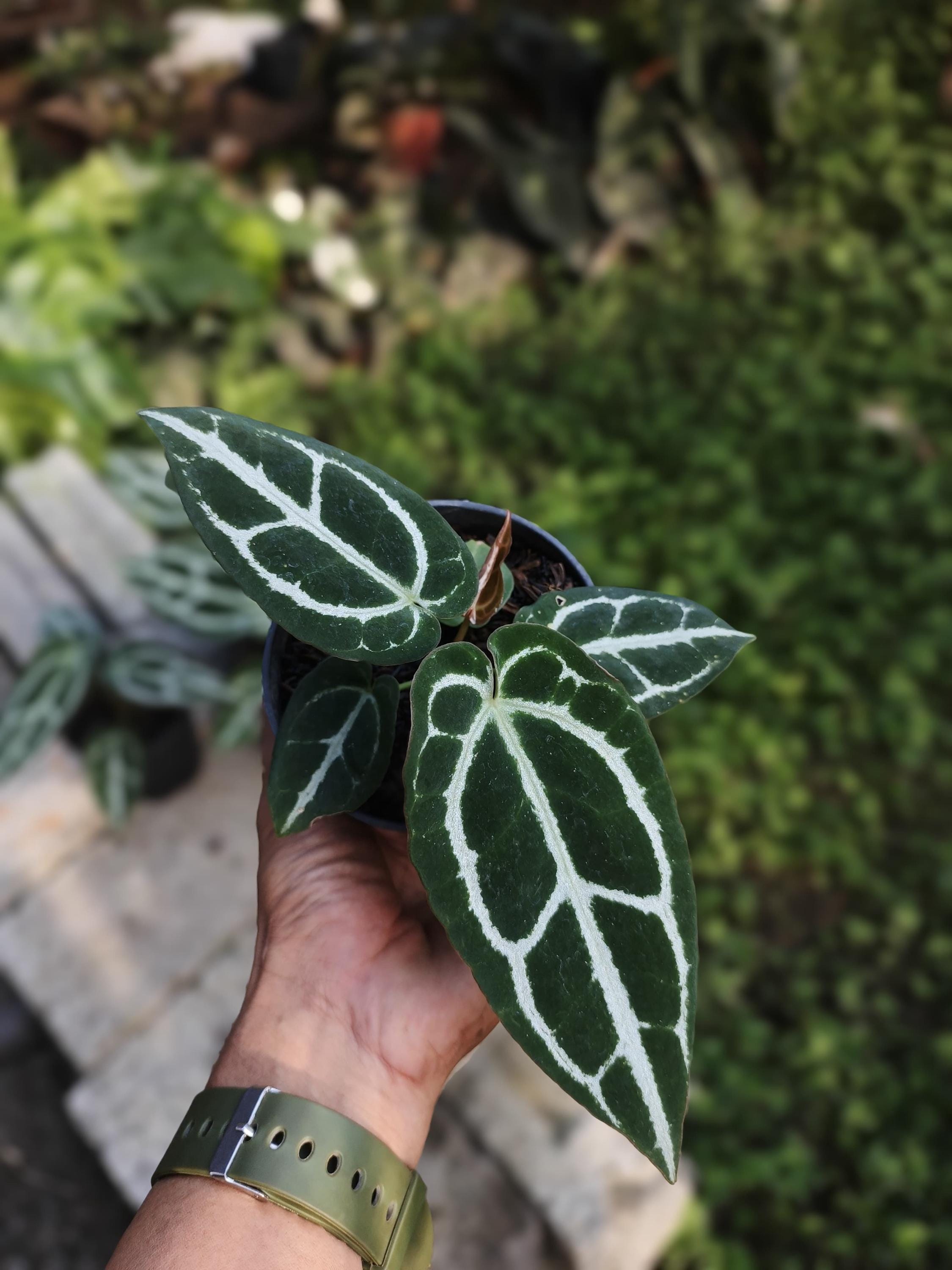 King of Spades X Red Crystallinum - Etsy