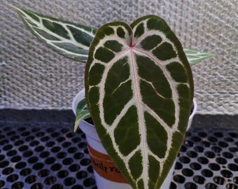 Anturio Zara Michelle x Angel Dream / Fitosanitarios gratis / Envío DHL Express