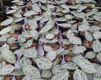 Anthurium silver blush sin cromo, fitosanitario y con permiso de importación