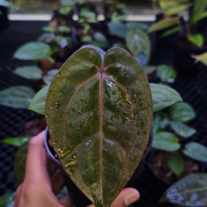 Anthurium zara x anthurium michelle - Etsy 日本
